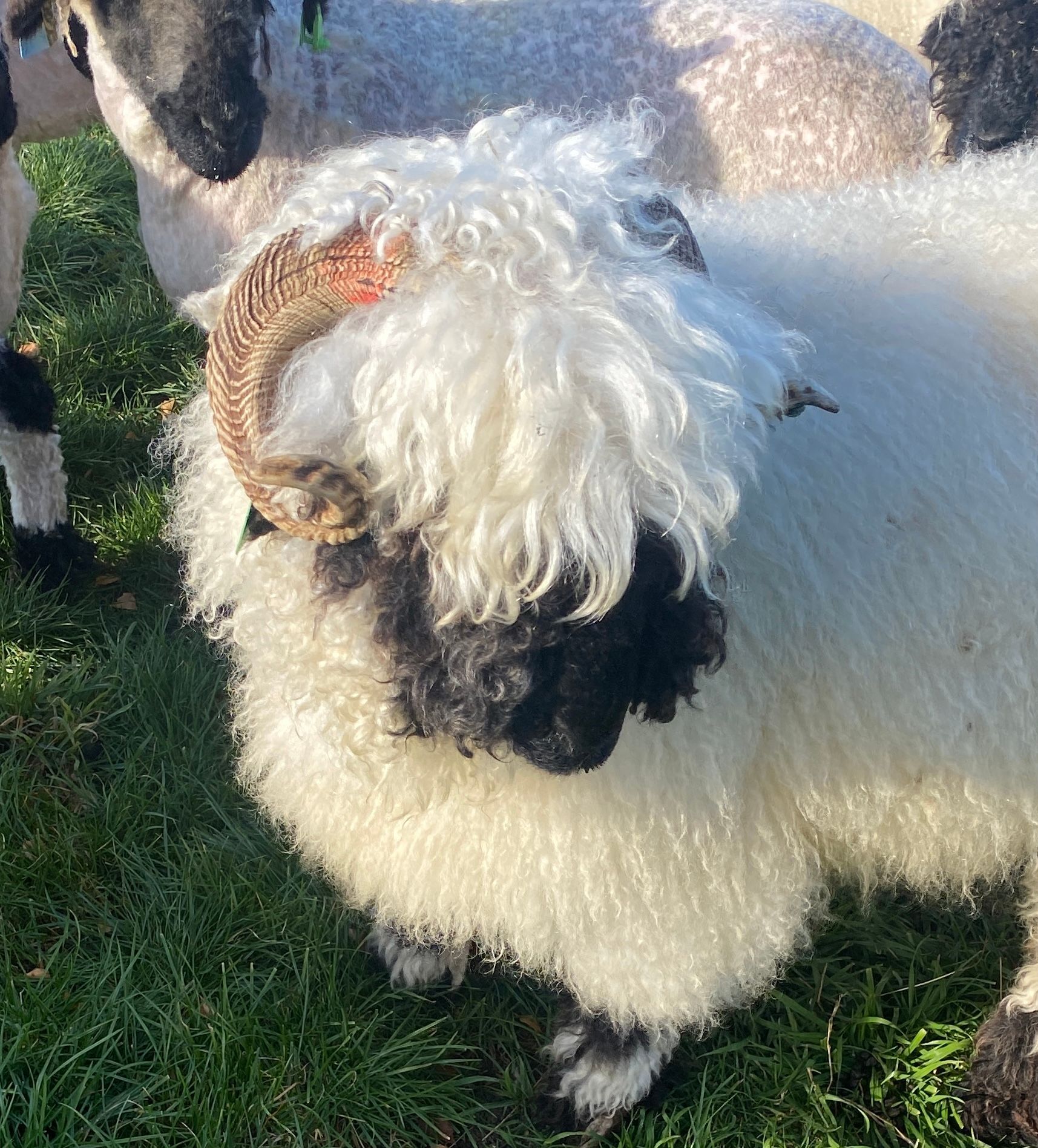 Parkdale Valais Blacknose Genetics Ewes NZ