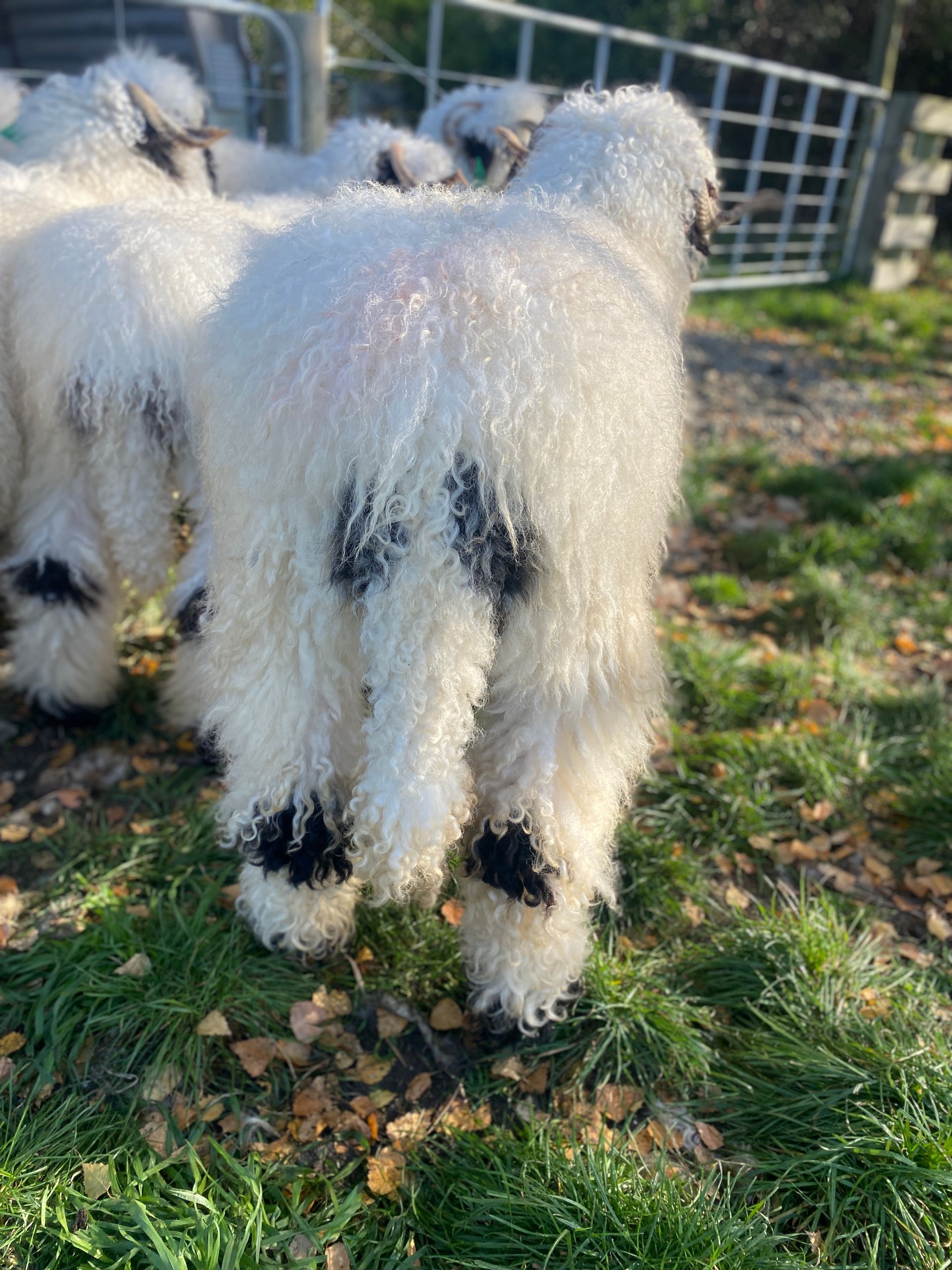 Parkdale Valais Blacknose Genetics Ewes NZ