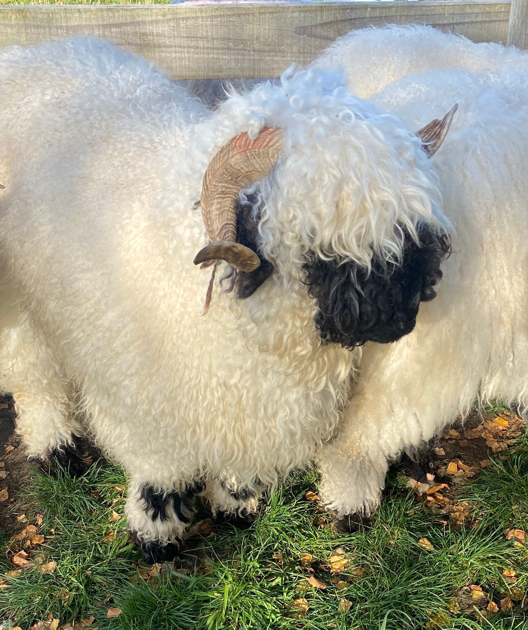 Parkdale Valais Blacknose Genetics Ewes NZ