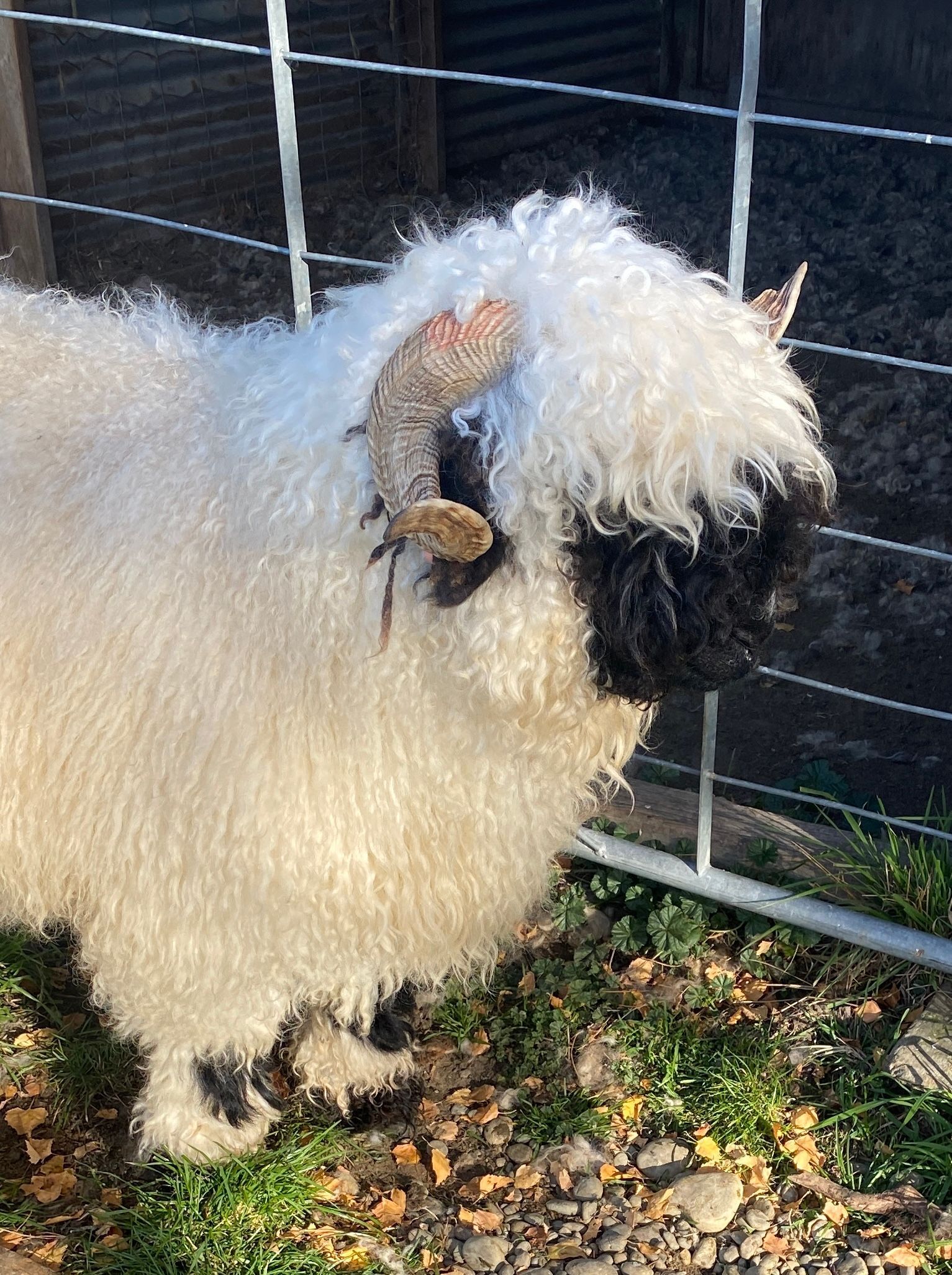 Parkdale Valais Blacknose Genetics Ewes NZ