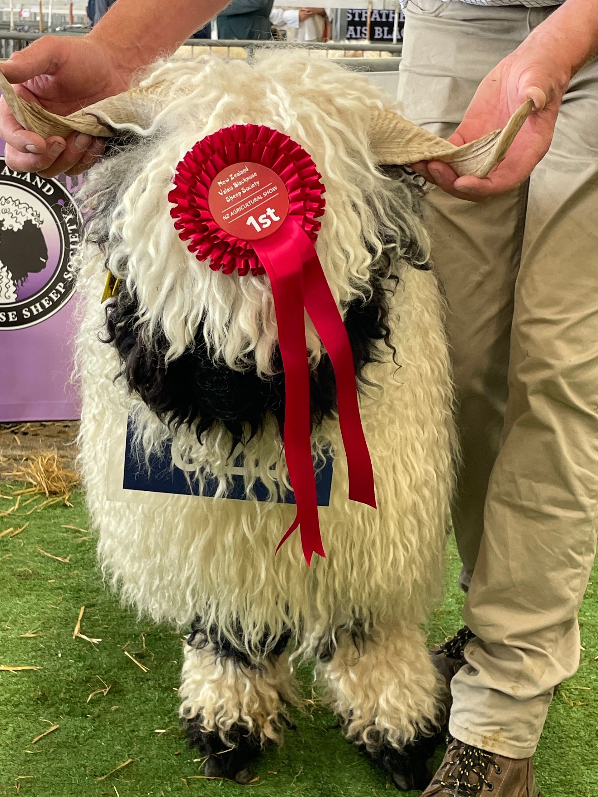 Parkdale Valais Blacknose Our Genetics Ewes
