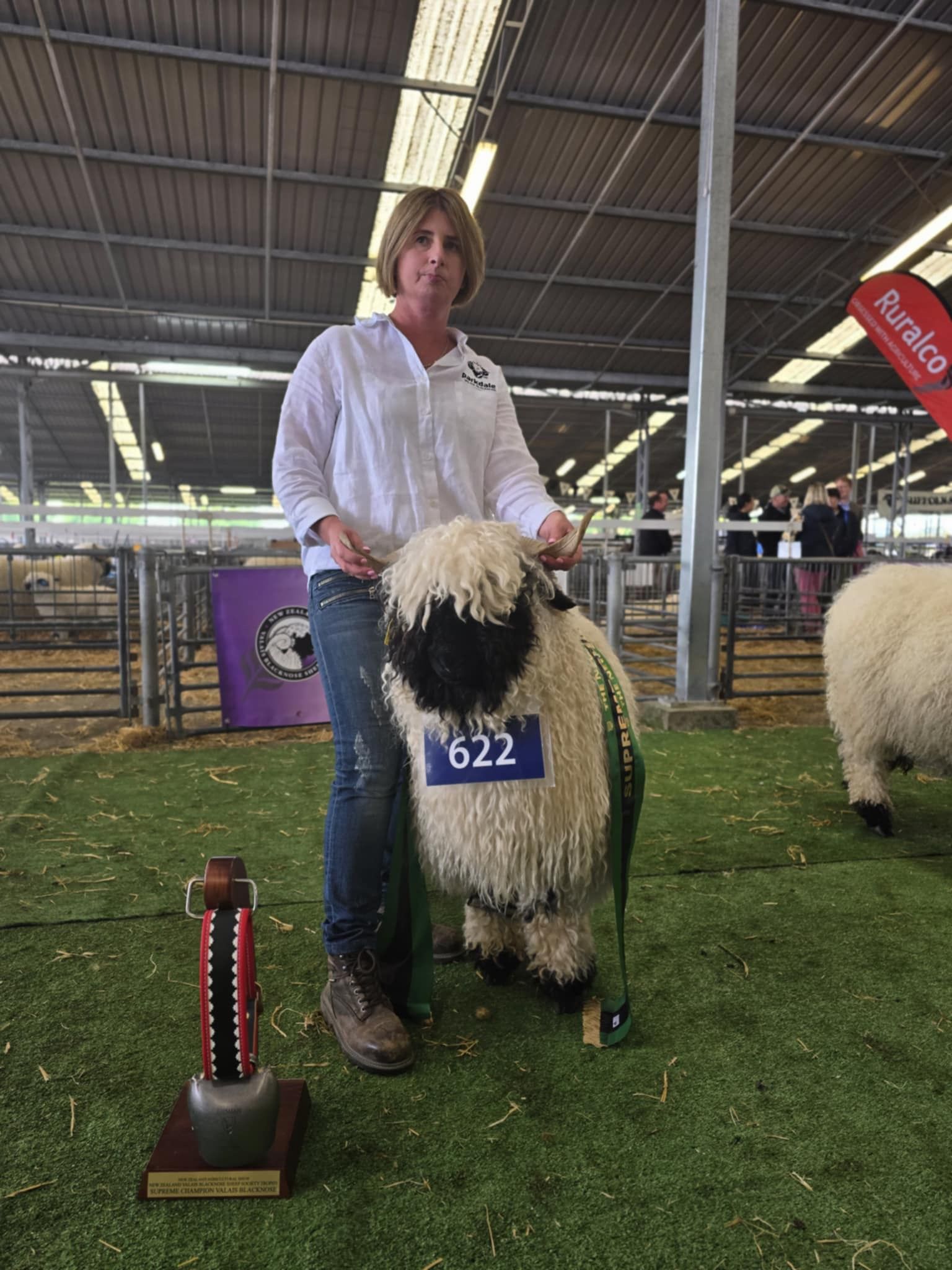 Parkdale Valais Blacknose Sheep New Zealand Ewes