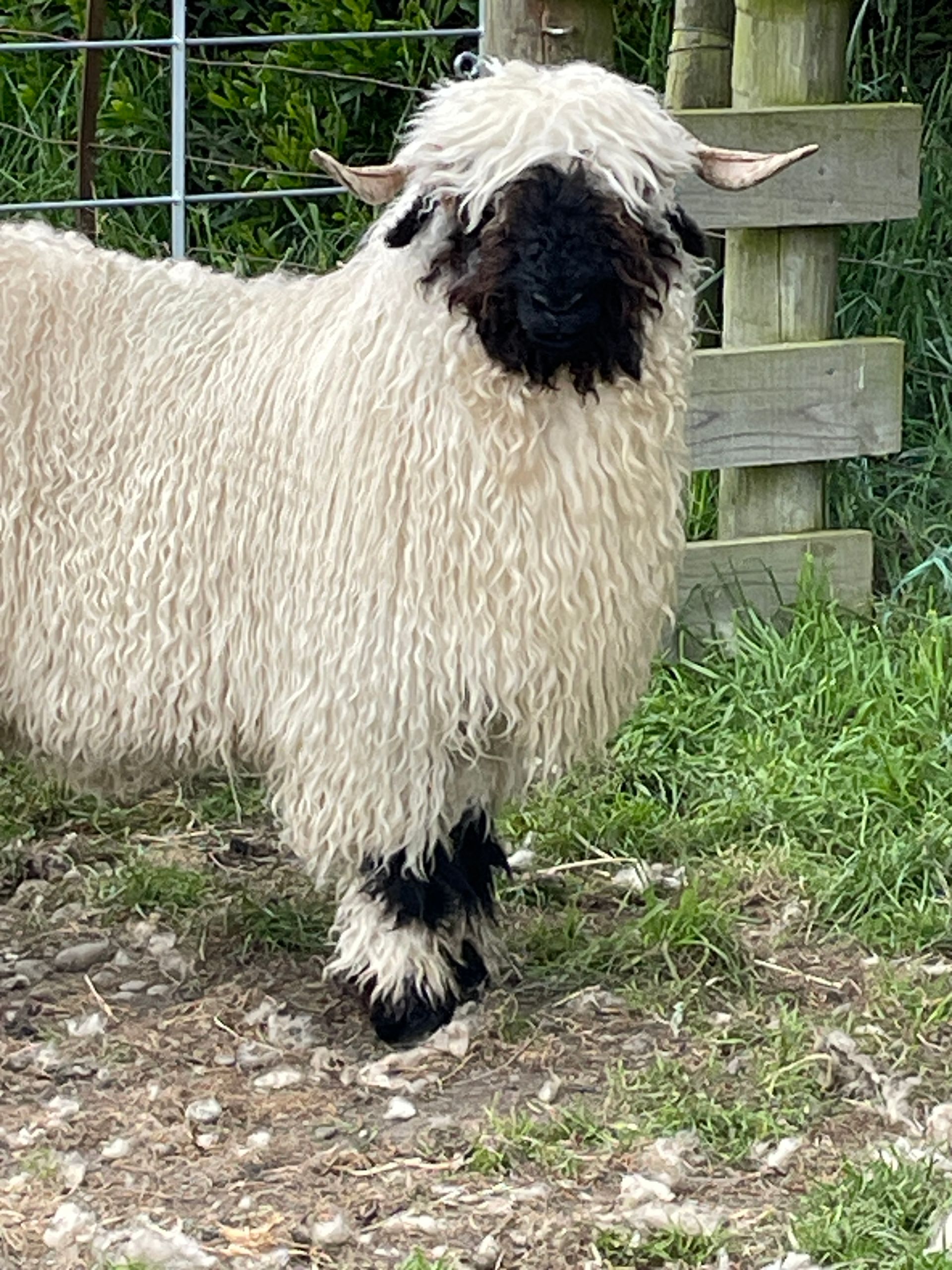 Parkdale Valais Blacknose Our Genetics Ewes