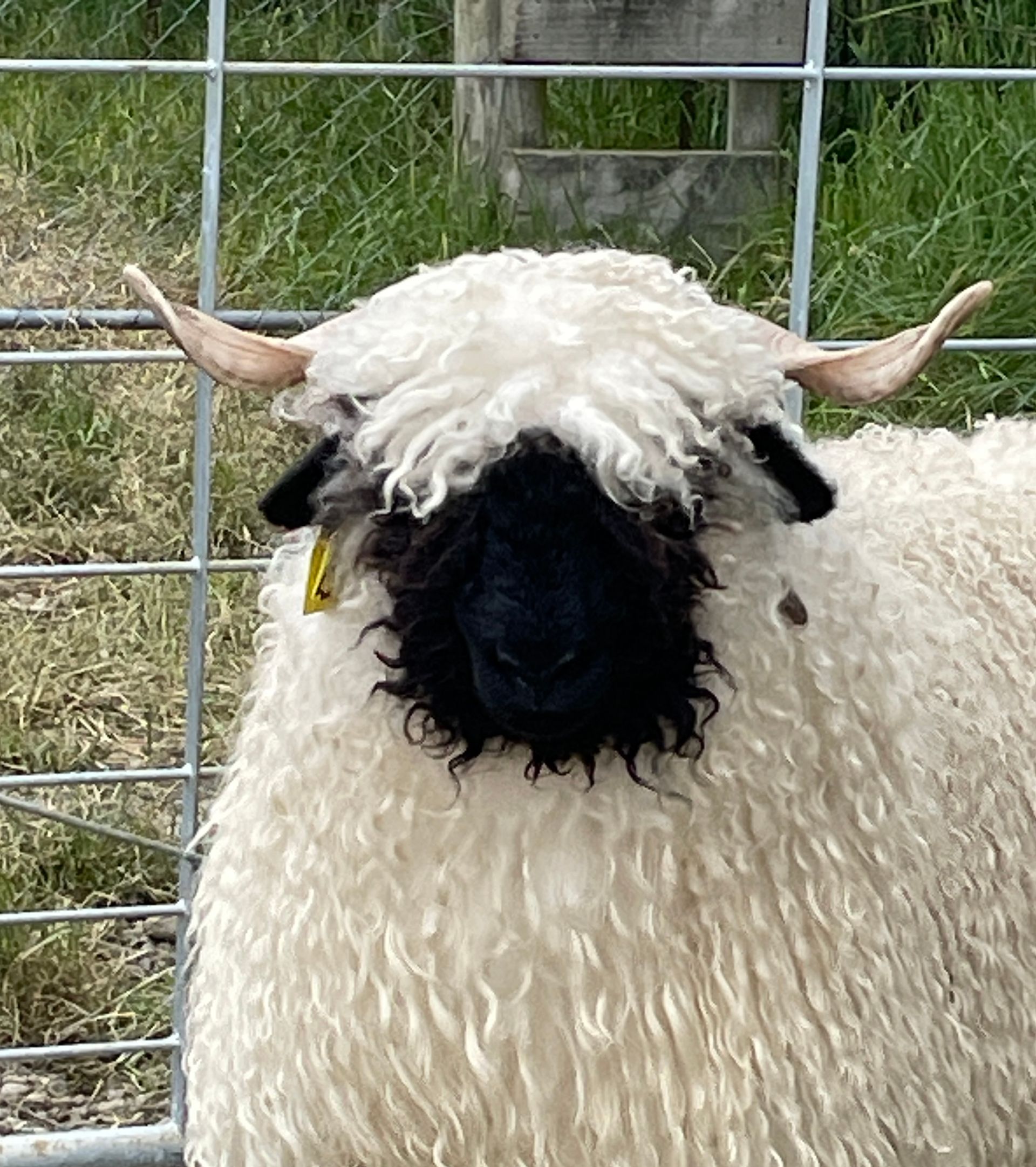Parkdale Valais Blacknose Our Genetics Ewes