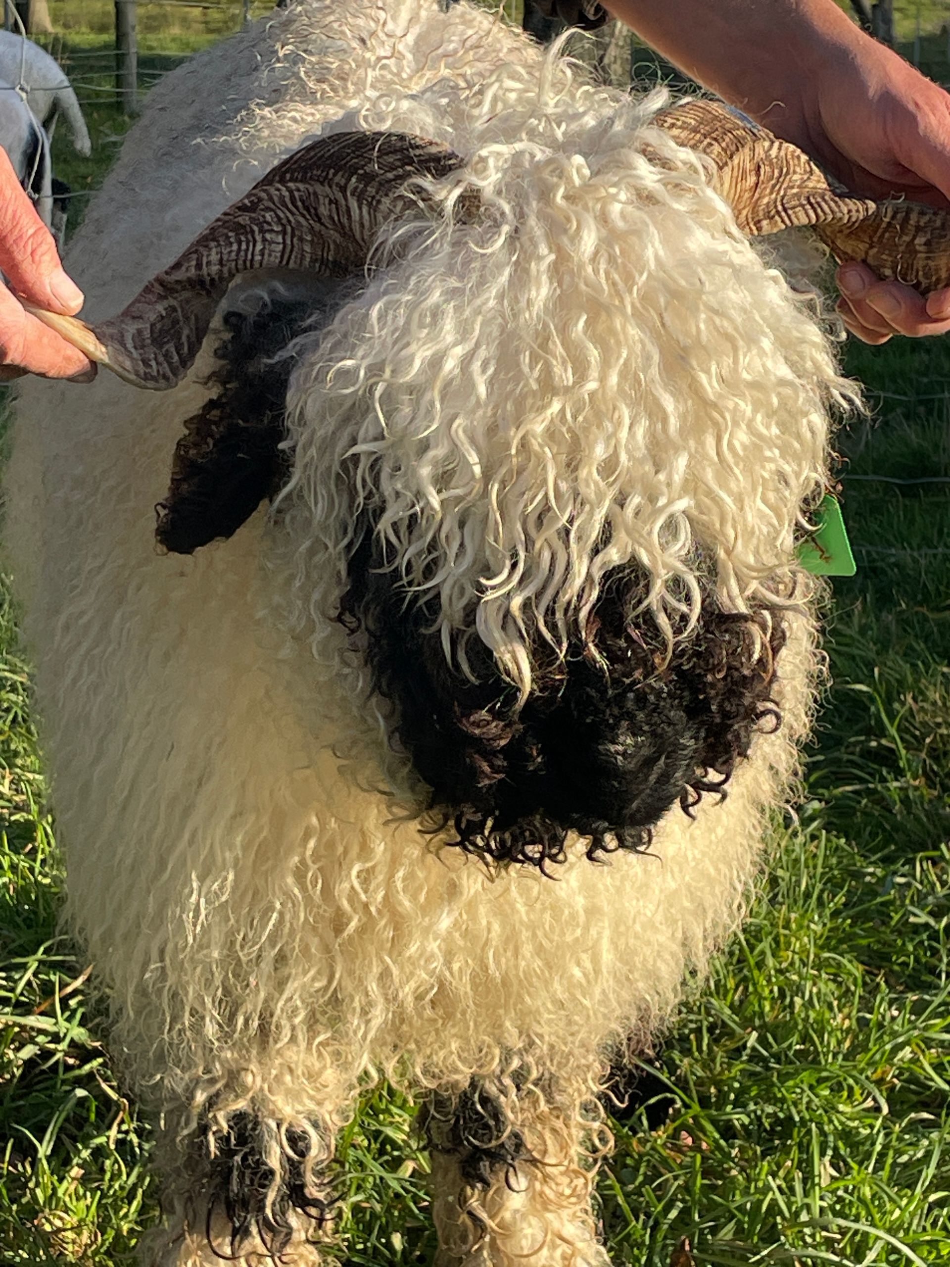Parkdale Valais Blacknose Genetics Ewes NZ