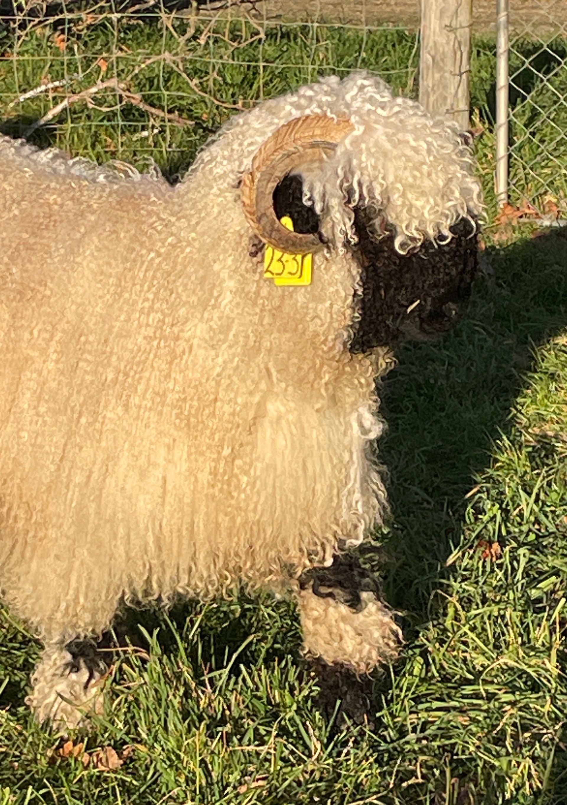 Parkdale Valais Blacknose Our Genetics Ewes