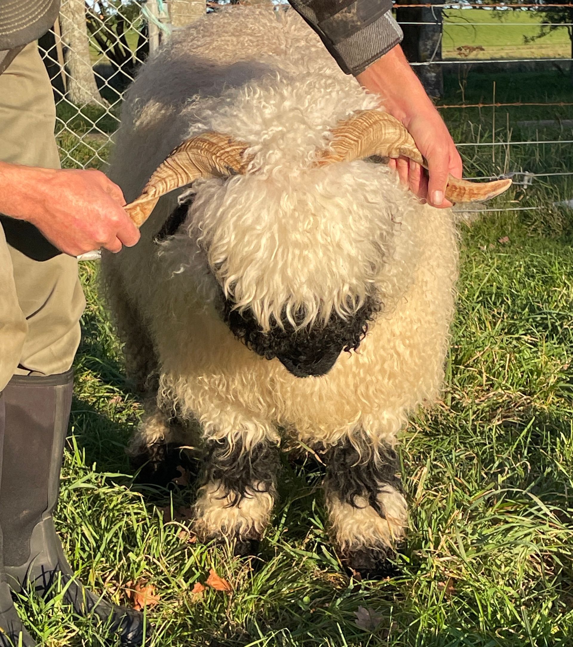 Parkdale Valais Blacknose Our Genetics Ewes