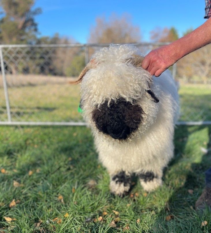 Parkdale Valais Blacknose Genetics Ewes NZ