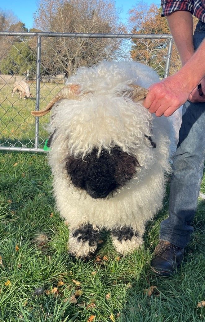 Parkdale Valais Blacknose Genetics Ewes NZ