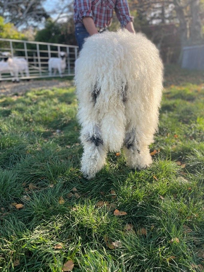 Parkdale Valais Blacknose Genetics Ewes NZ