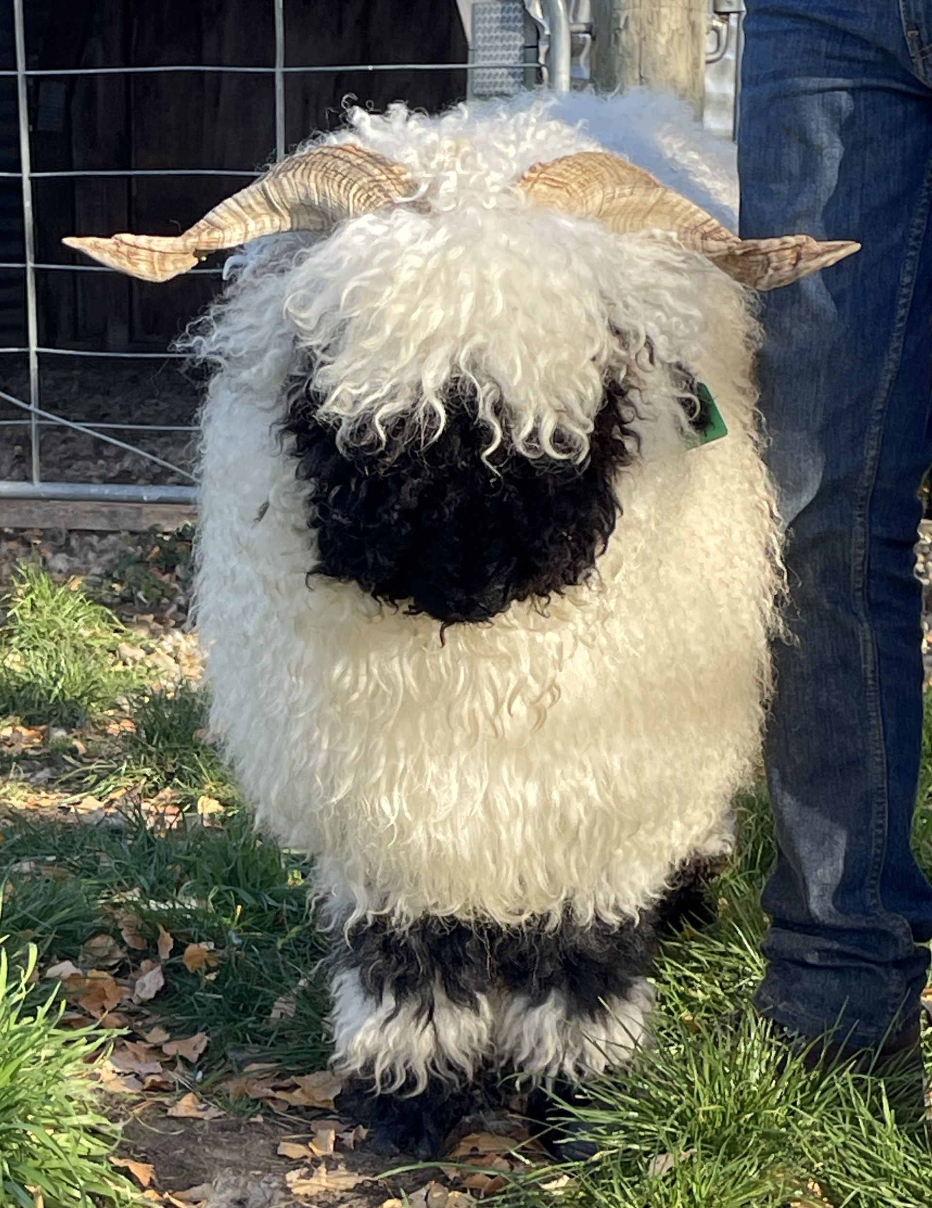 Parkdale Valais Blacknose Genetics Ewes NZ