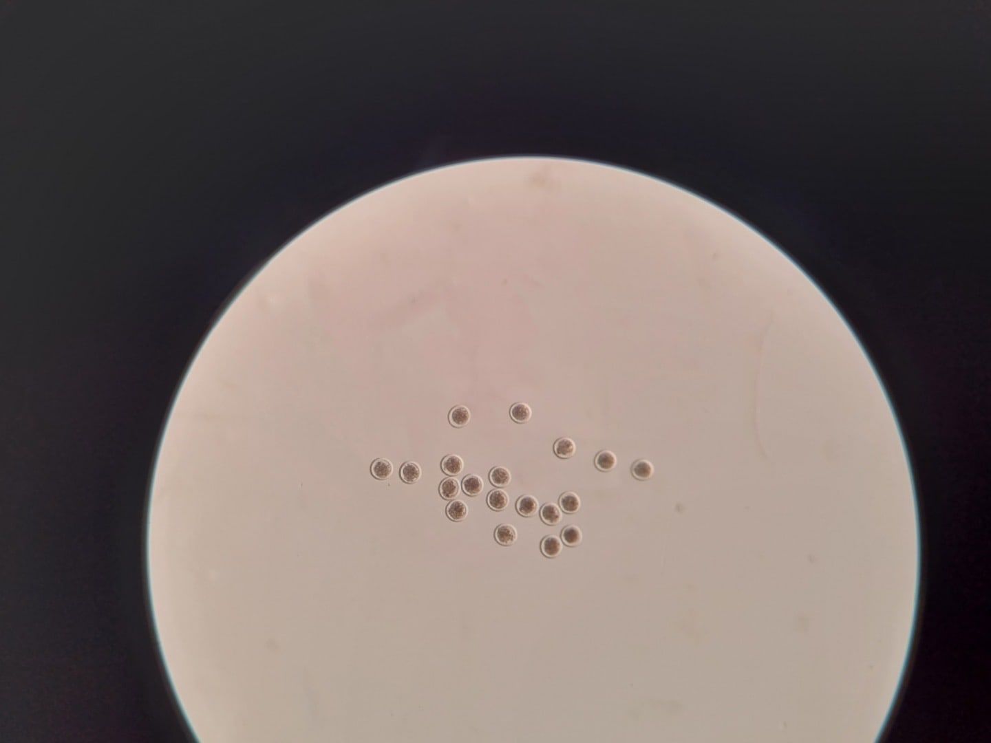 A close up of a white circle with small dots on it.
