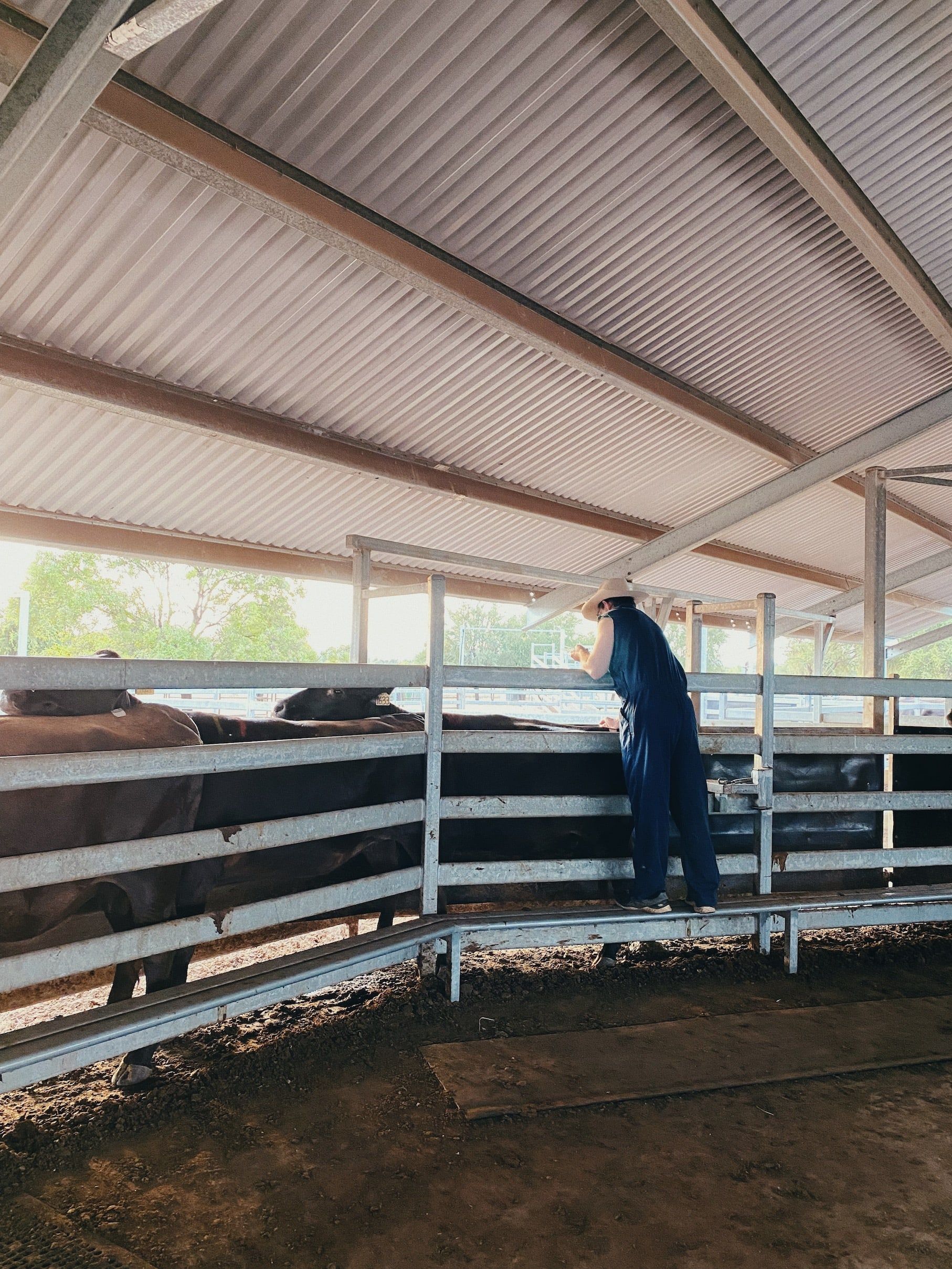 A man is standing in a fenced in area with cows
