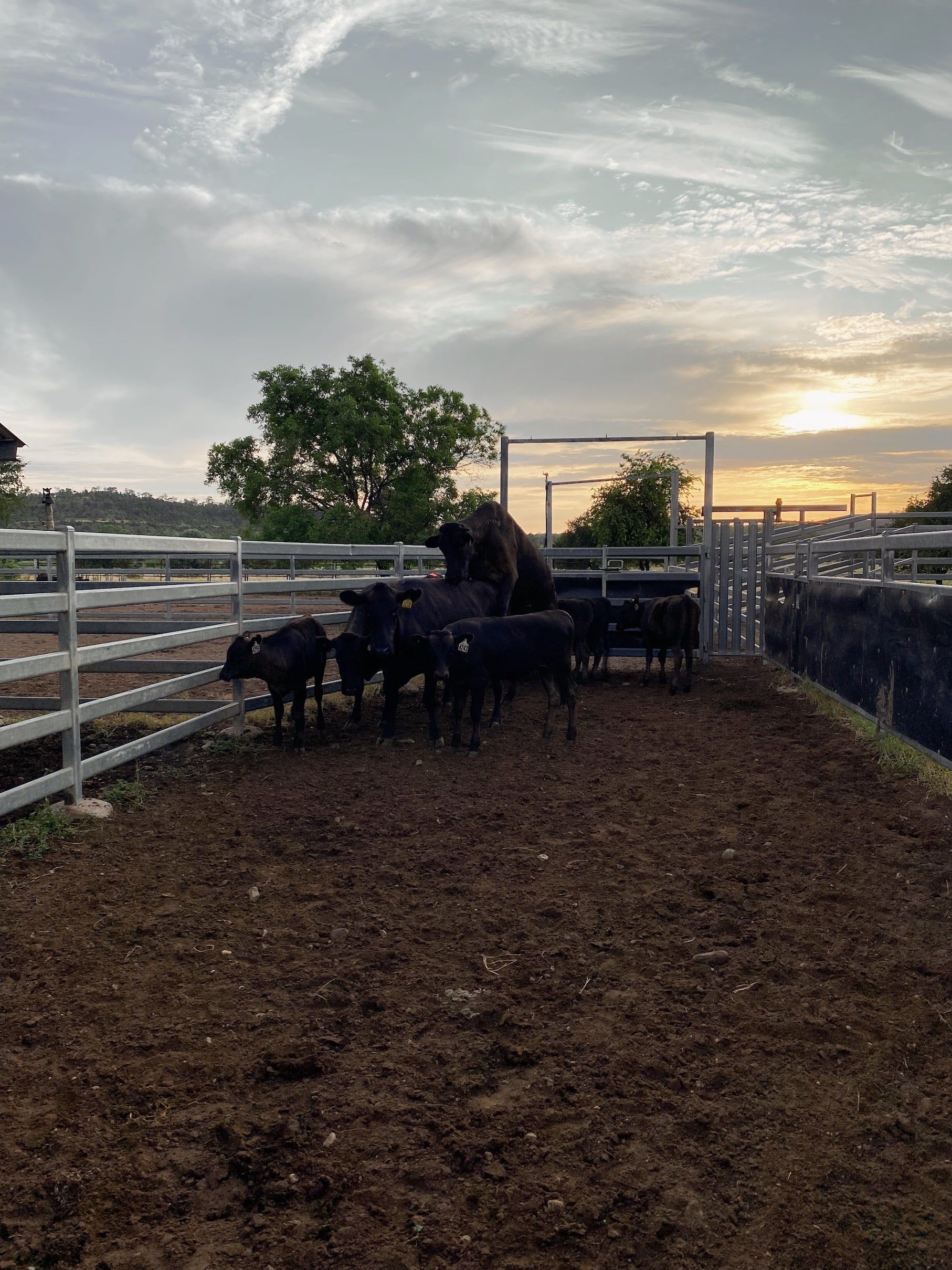 A herd of cattle are standing in a dirt area in a fenced in area.