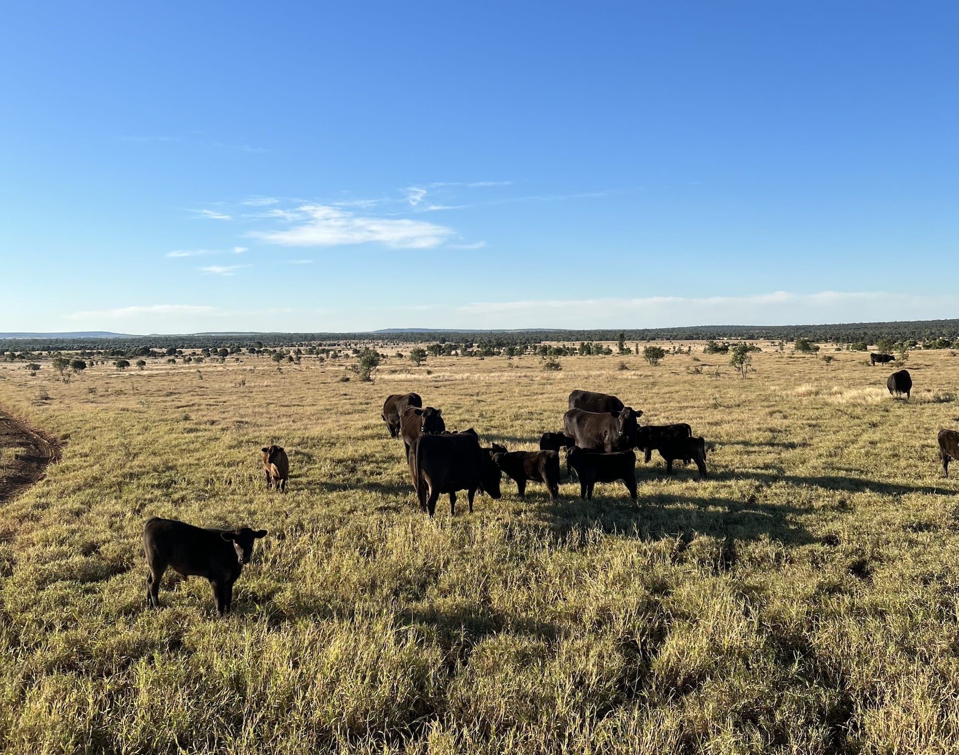 A herd of cattle are grazing in a grassy field.