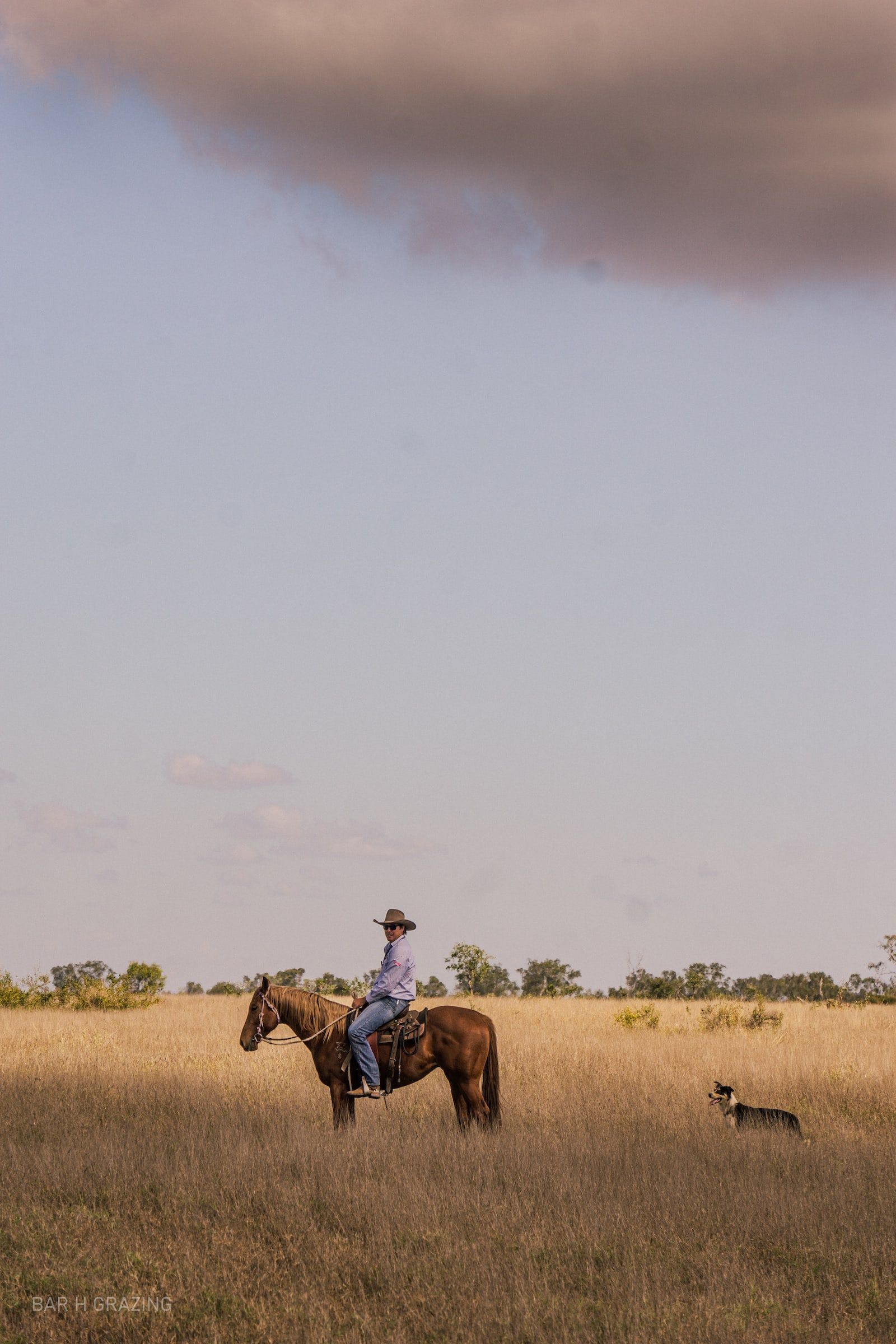 AJ and one of his team members Cooper Hobbs mustering Embryo Transfer recipient cattle on two Hornery Group horses