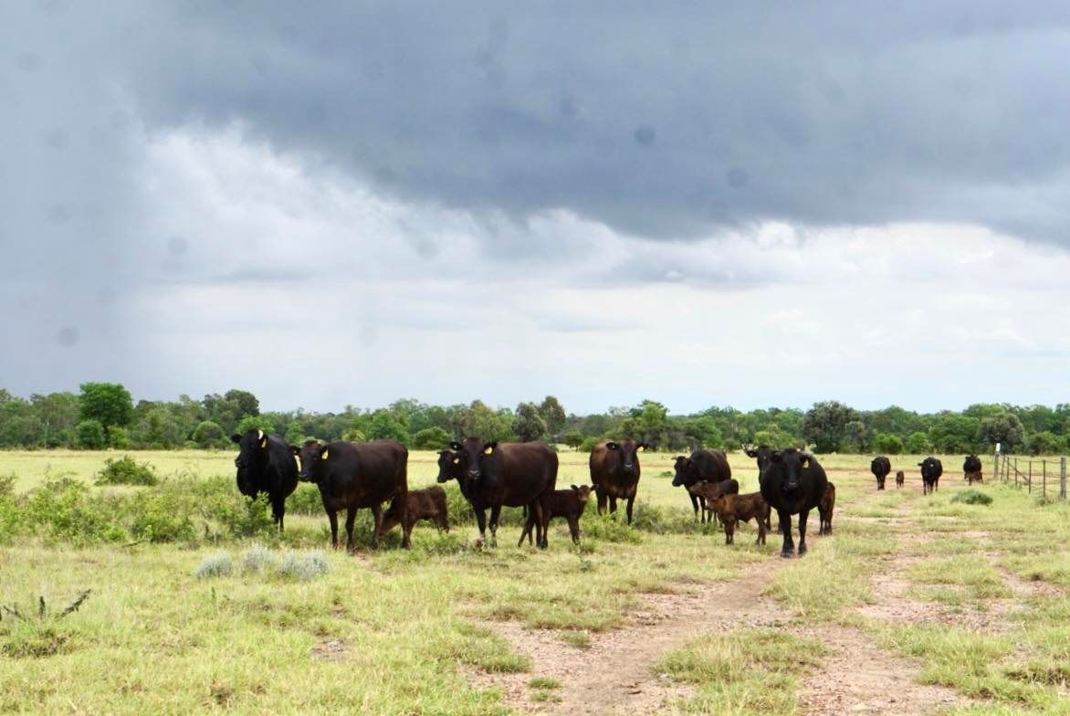 cattle in farm