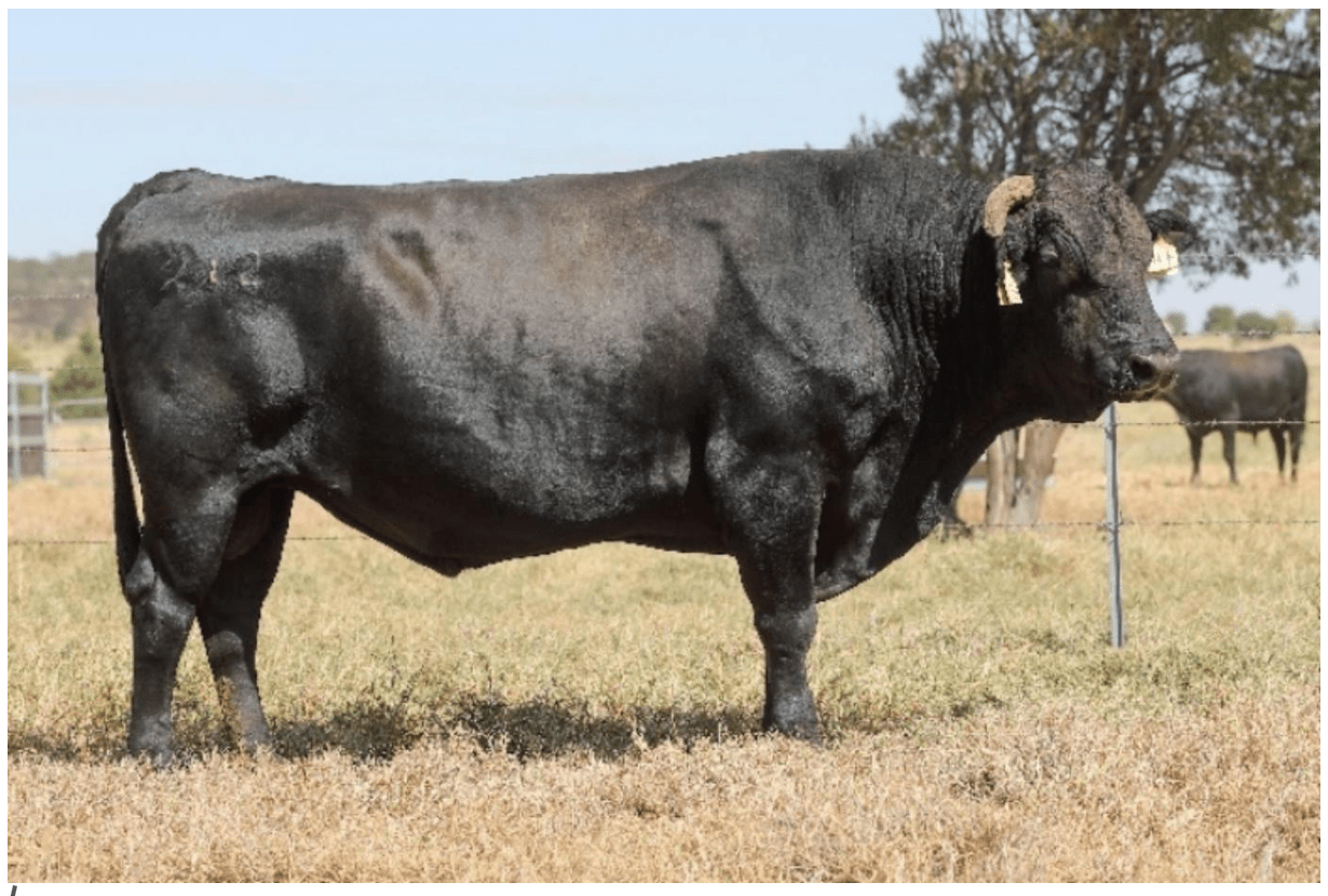 A large black bull standing in a dry grass field
