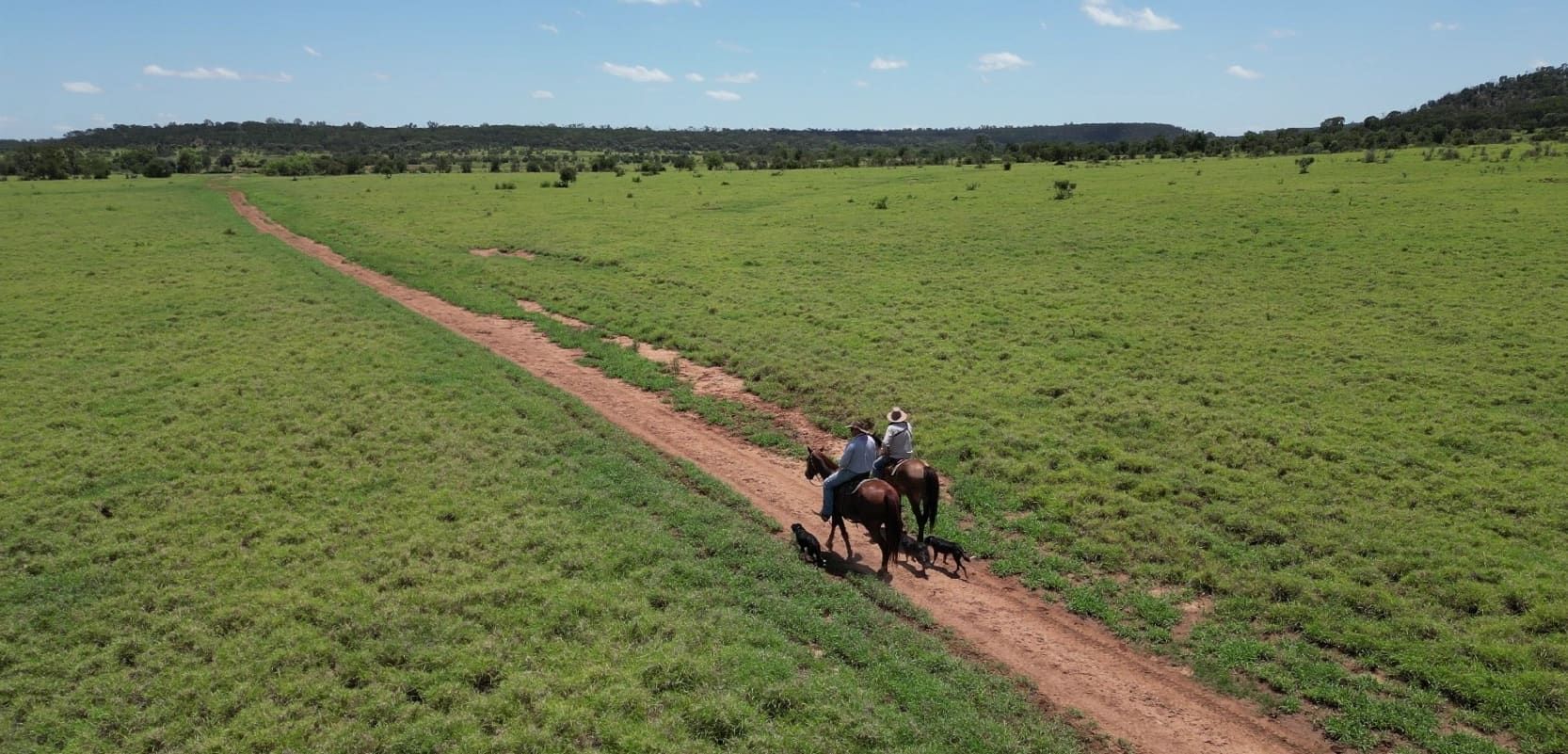 Working dogs walking with horses
