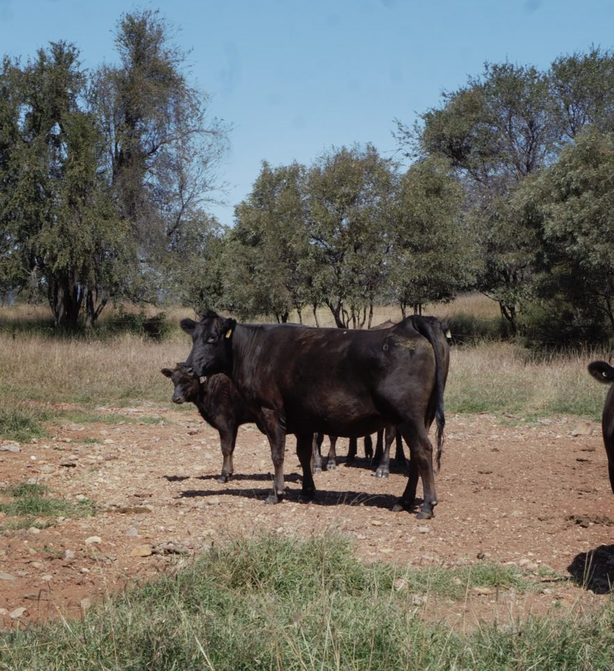 A herd of cows standing in a dirt field with trees in the background