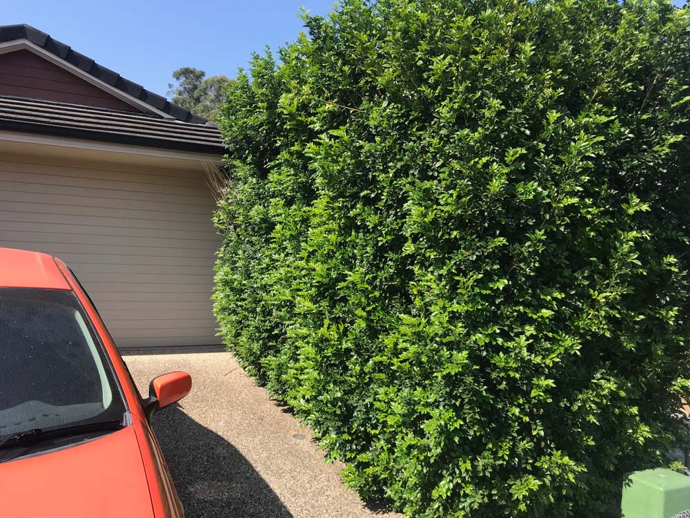 Before Cut the Plant On The Garage — Property Maintenance & Garden Care in Beerwah, QLD