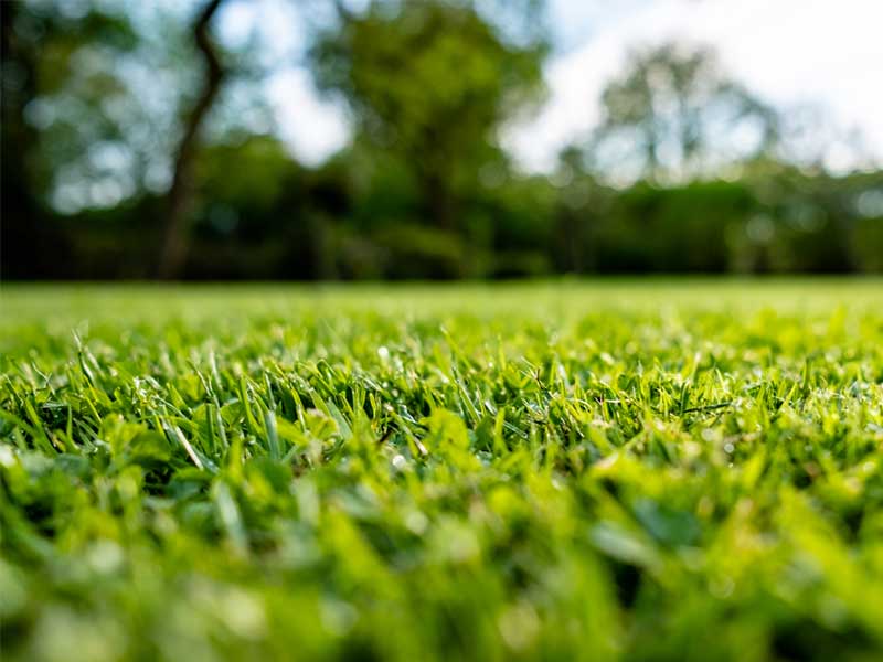 Newly Trimmed Yard — Property Maintenance & Garden Care in Beerwah, QLD