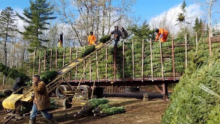 A group of people are loading christmas trees onto a truck.