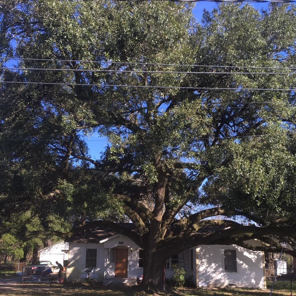 Tree Removal North Houston