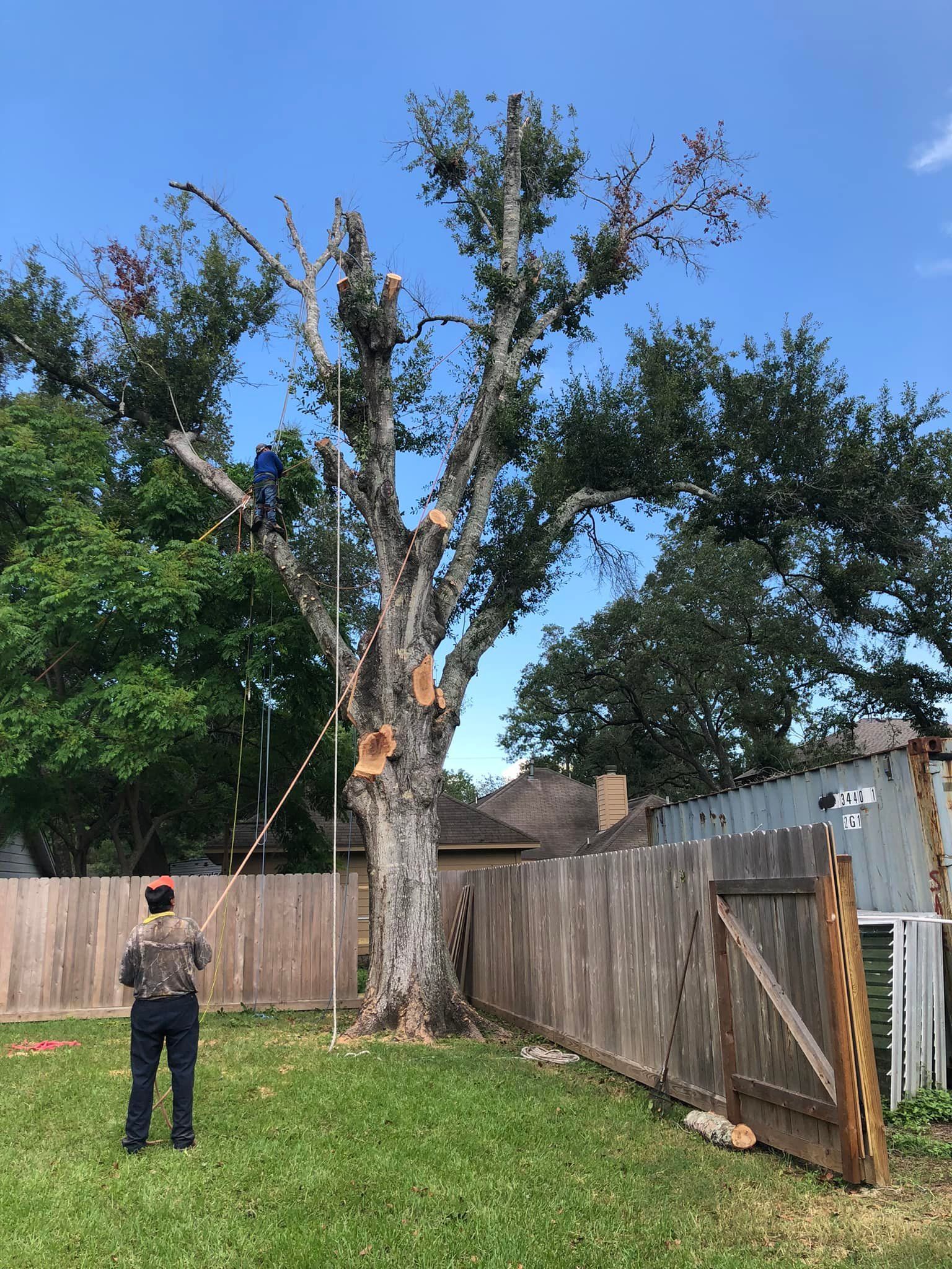 Tree Trimming North Houston