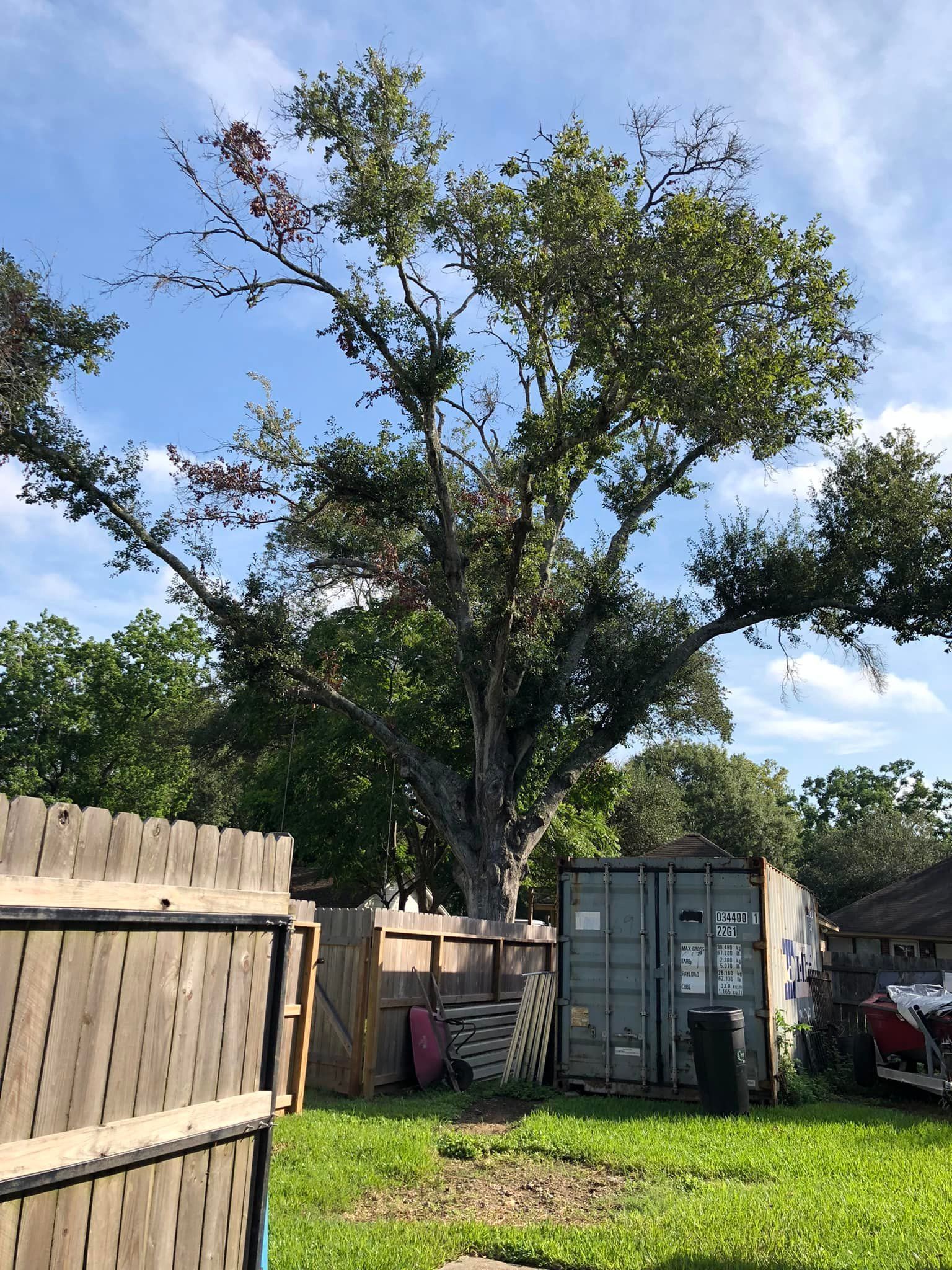 Tree Removal North Houston