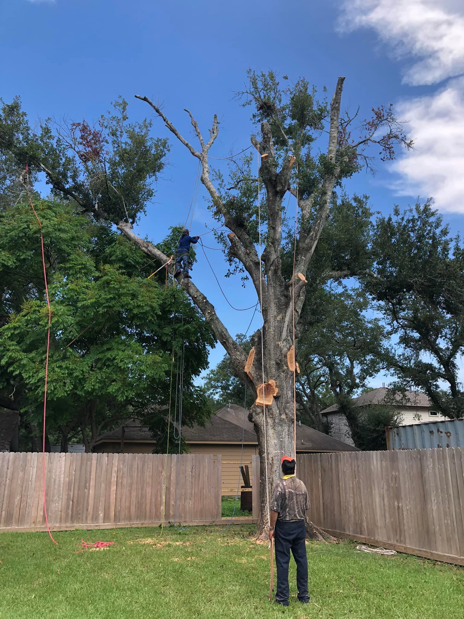 Tree Removal North Houston