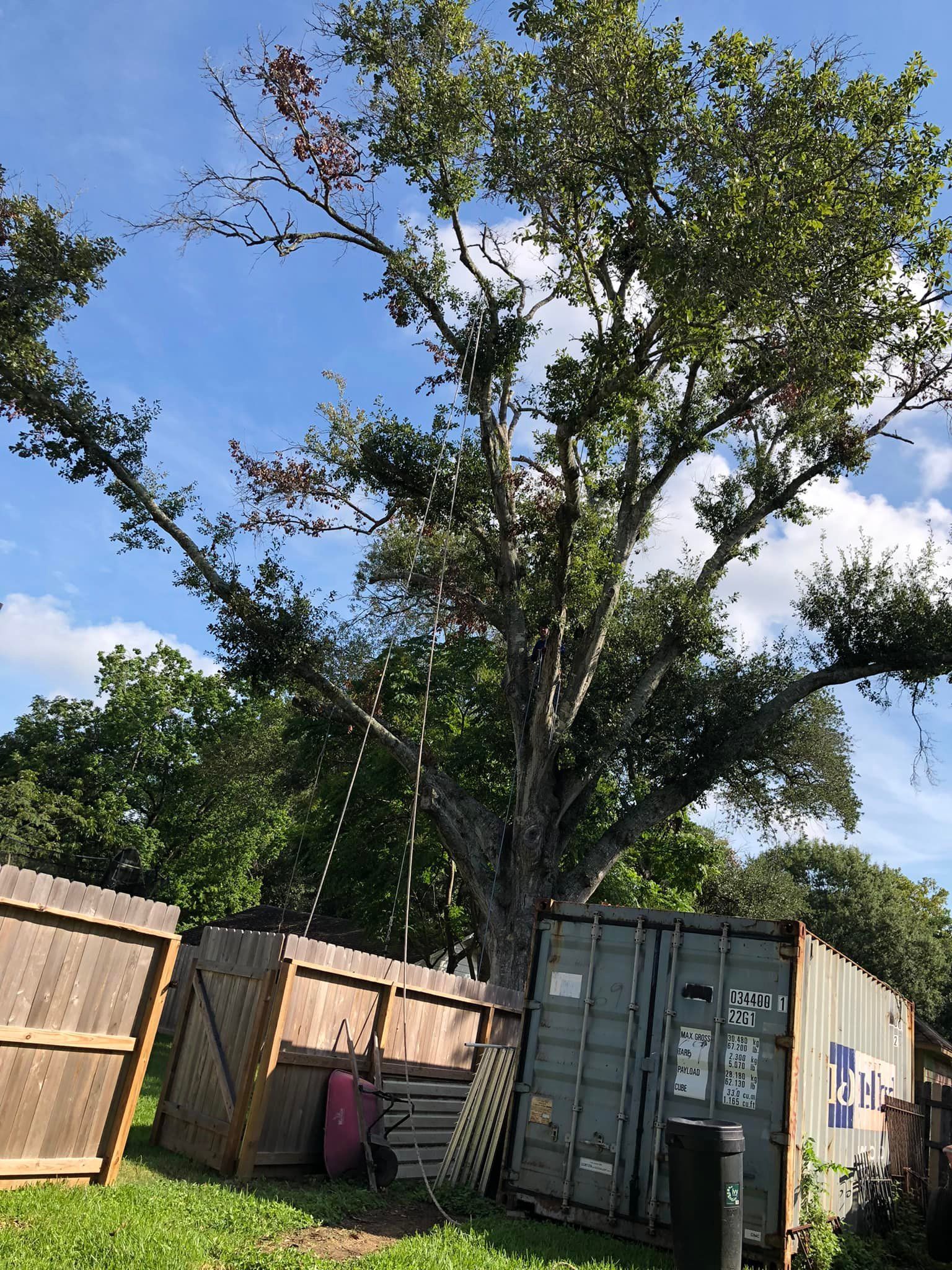 Tree Removal North Houston