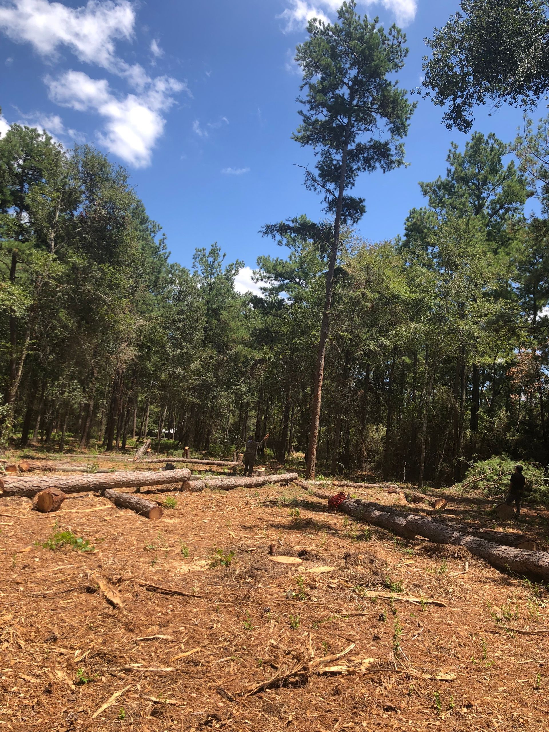 Lot Clearing North Houston