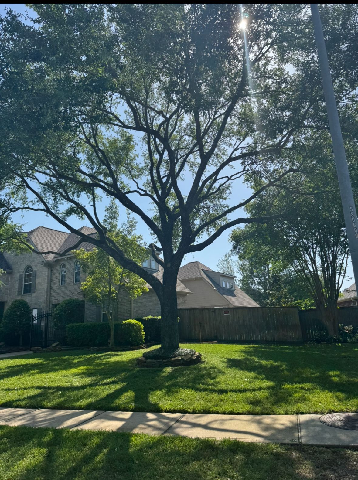 Tree Trimming North Houston