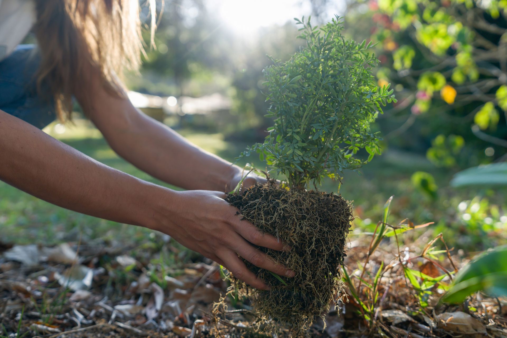 A woman is planting a small tree in the ground.