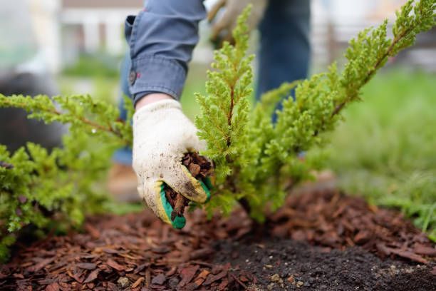 A person wearing gloves is planting a plant in the ground.