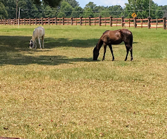 Two horses grazing in a sunny pasture near a wooden fence