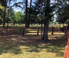 Wooded pasture with wooden fence and large trees in bright daylight