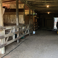 Dim barn aisle with wooden stalls, concrete floor, and light entering from the open end.