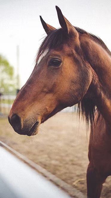 Brown horse standing outdoors by a path, viewed in profile with ears forward.