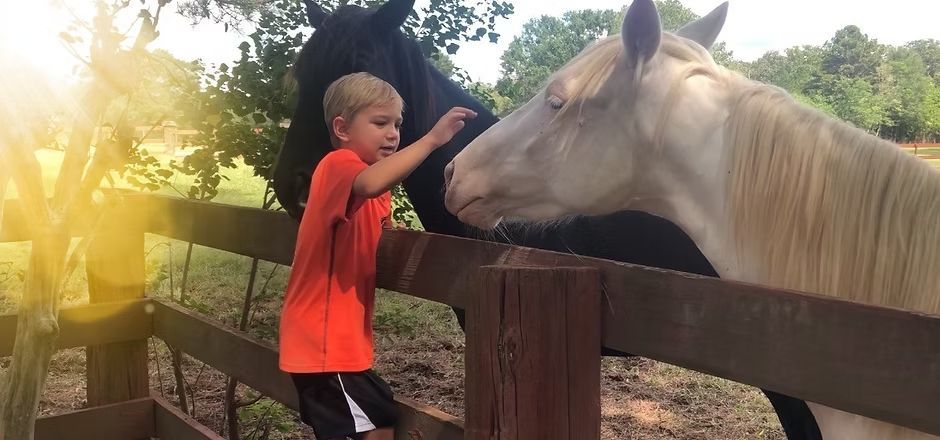 Child in orange shirt pets a white horse over a wooden fence at sunset.