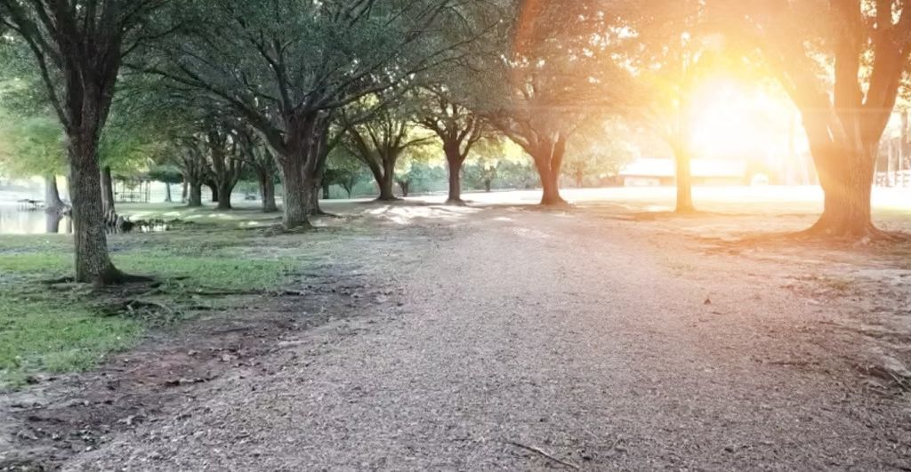 Sunlit dirt path through trees in a park at sunrise, with bright light filtering through the branches.