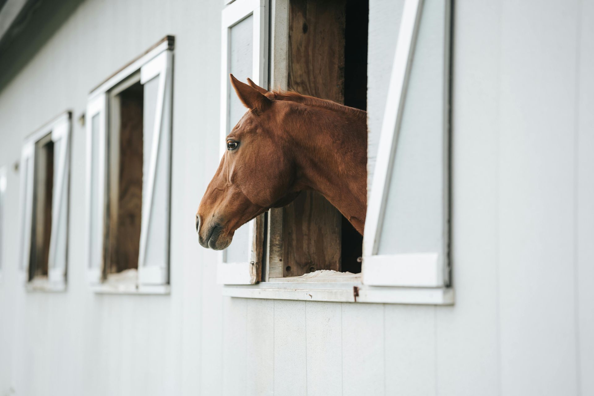 A brown horse looking out from an open window of a white wooden stable.