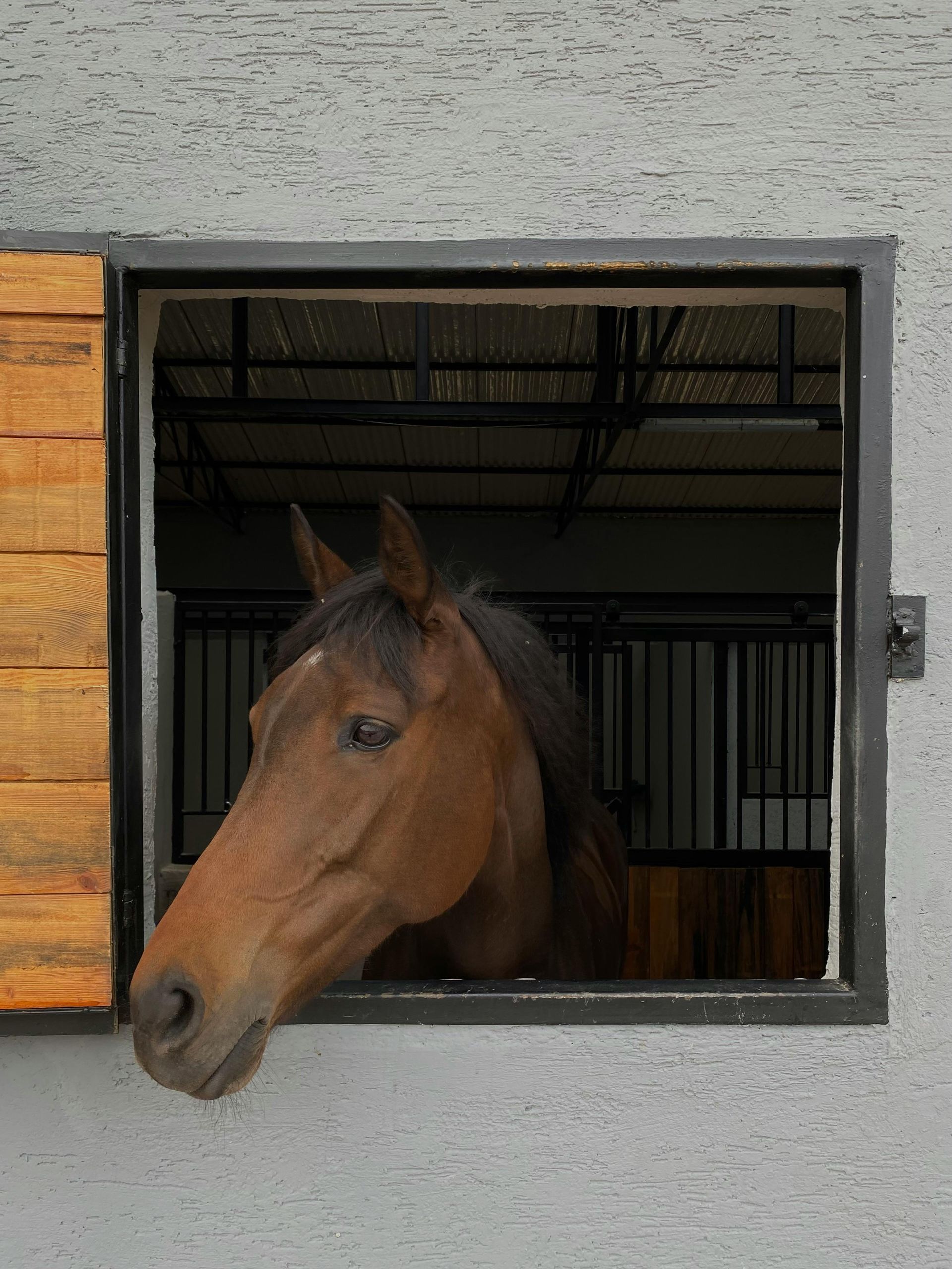 A brown horse with a white mark on its forehead looks out from an open stable stall window against a grey wall.