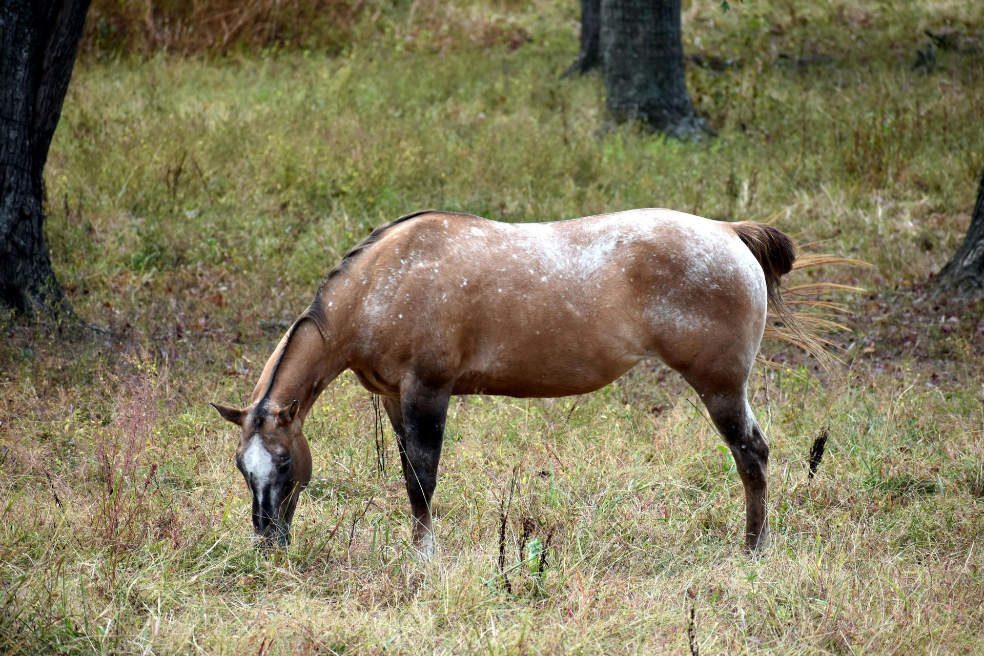 A roan-colored horse with a white blaze grazing in a grassy field near trees.