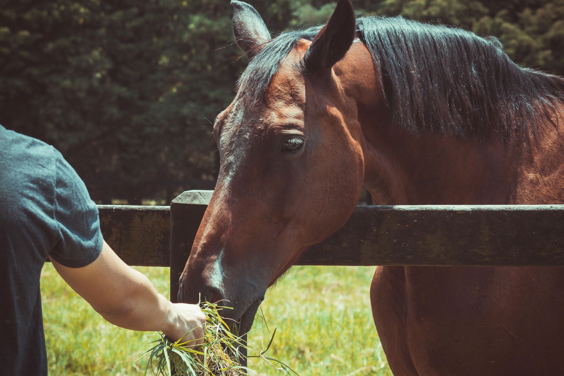 A person in a gray shirt feeds grass to a brown horse over a wooden fence in a field.
