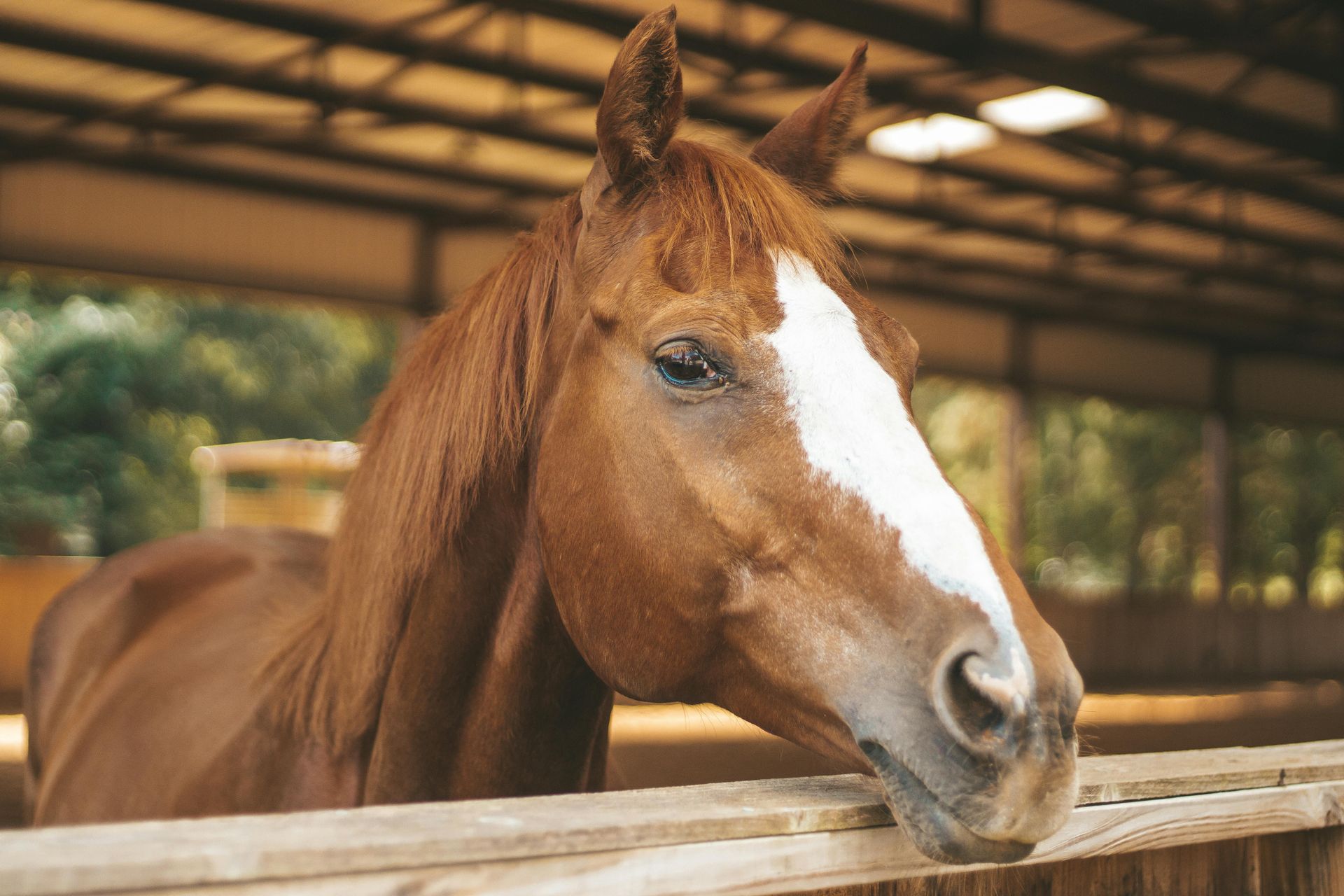 A chestnut horse with a white blaze on its face looking over a wooden fence in an indoor riding arena.