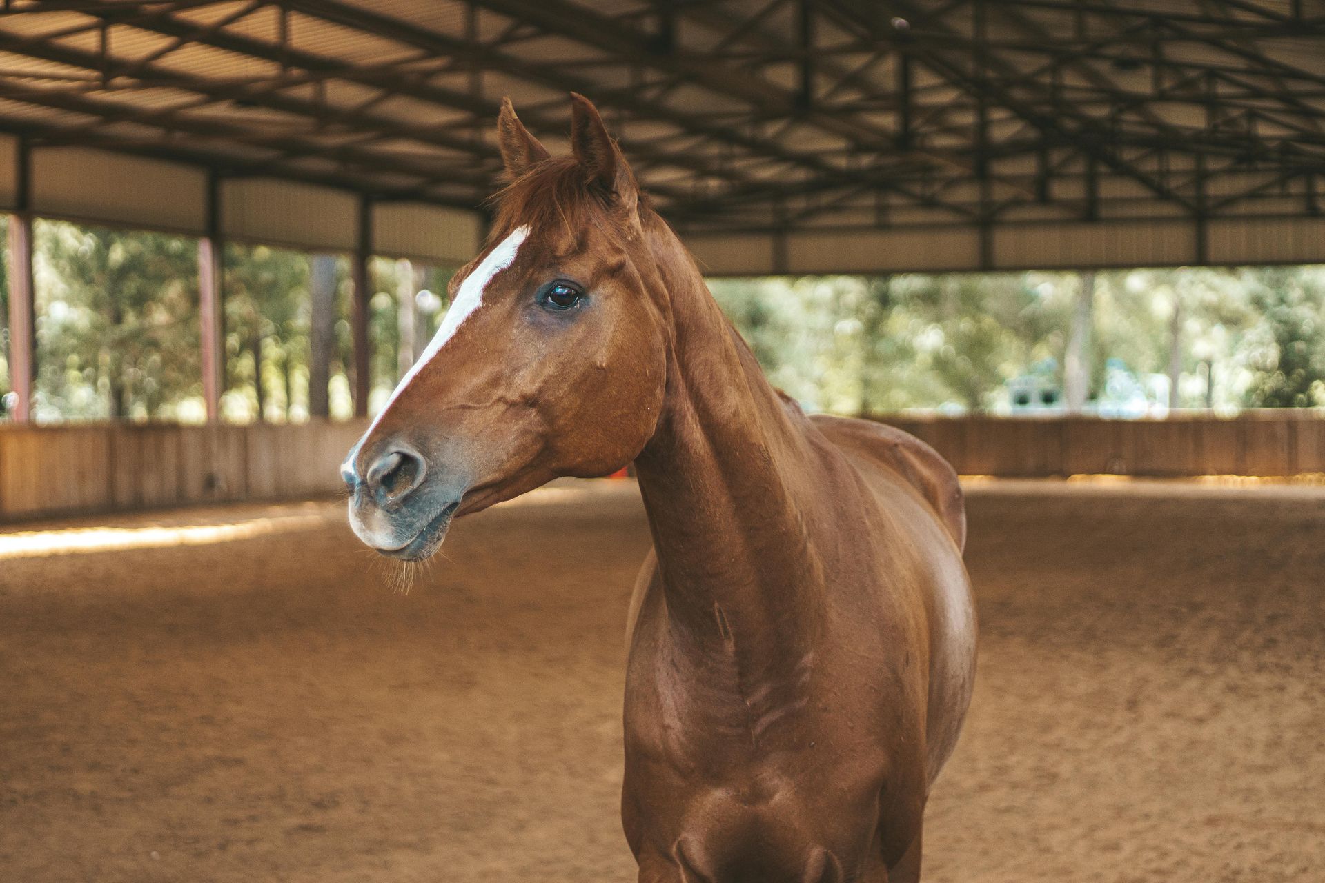A brown horse with a white stripe on its face stands in a covered riding arena with a dirt floor.