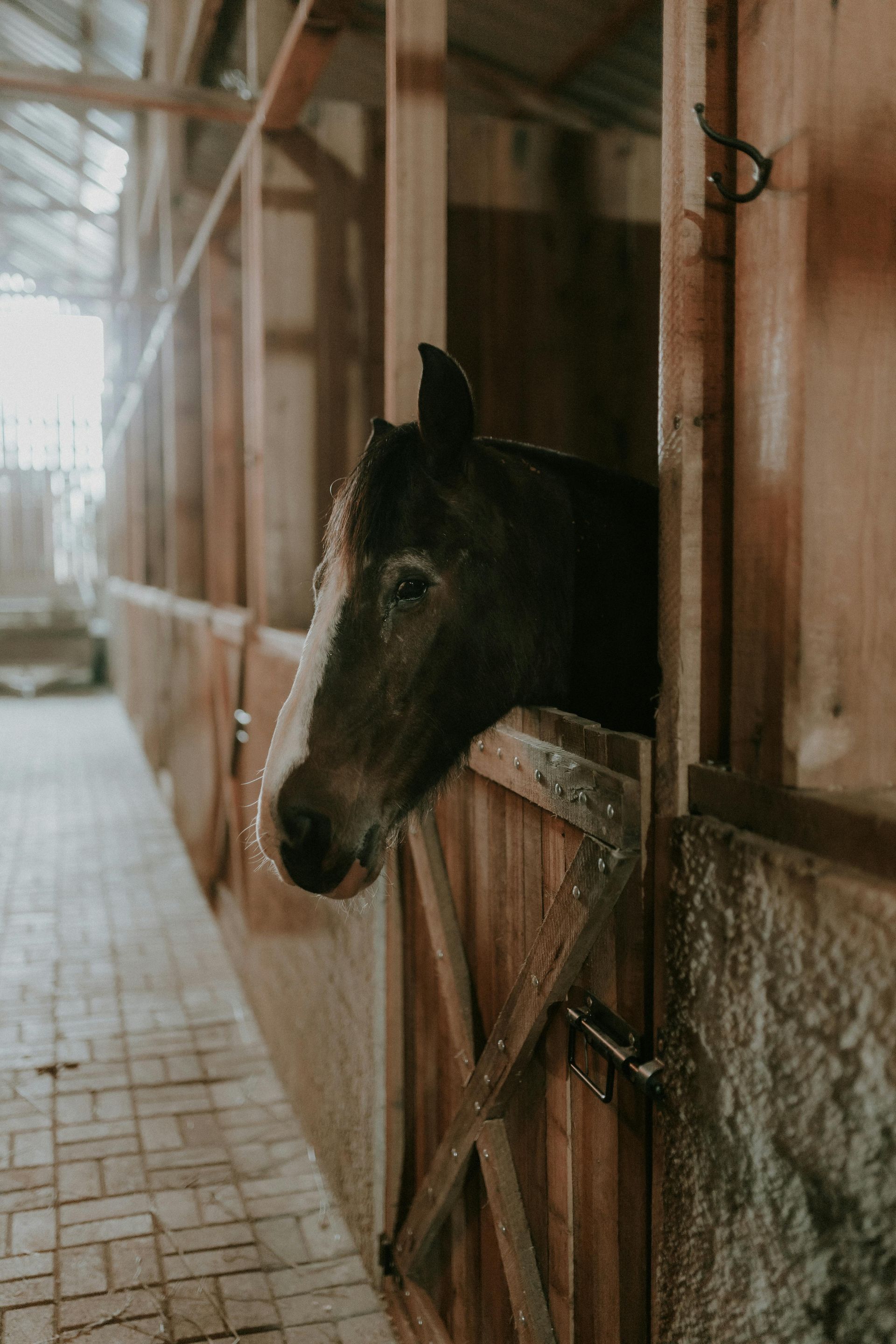 A horse with a white blaze on its face peeks out from a wooden stall in a stable.