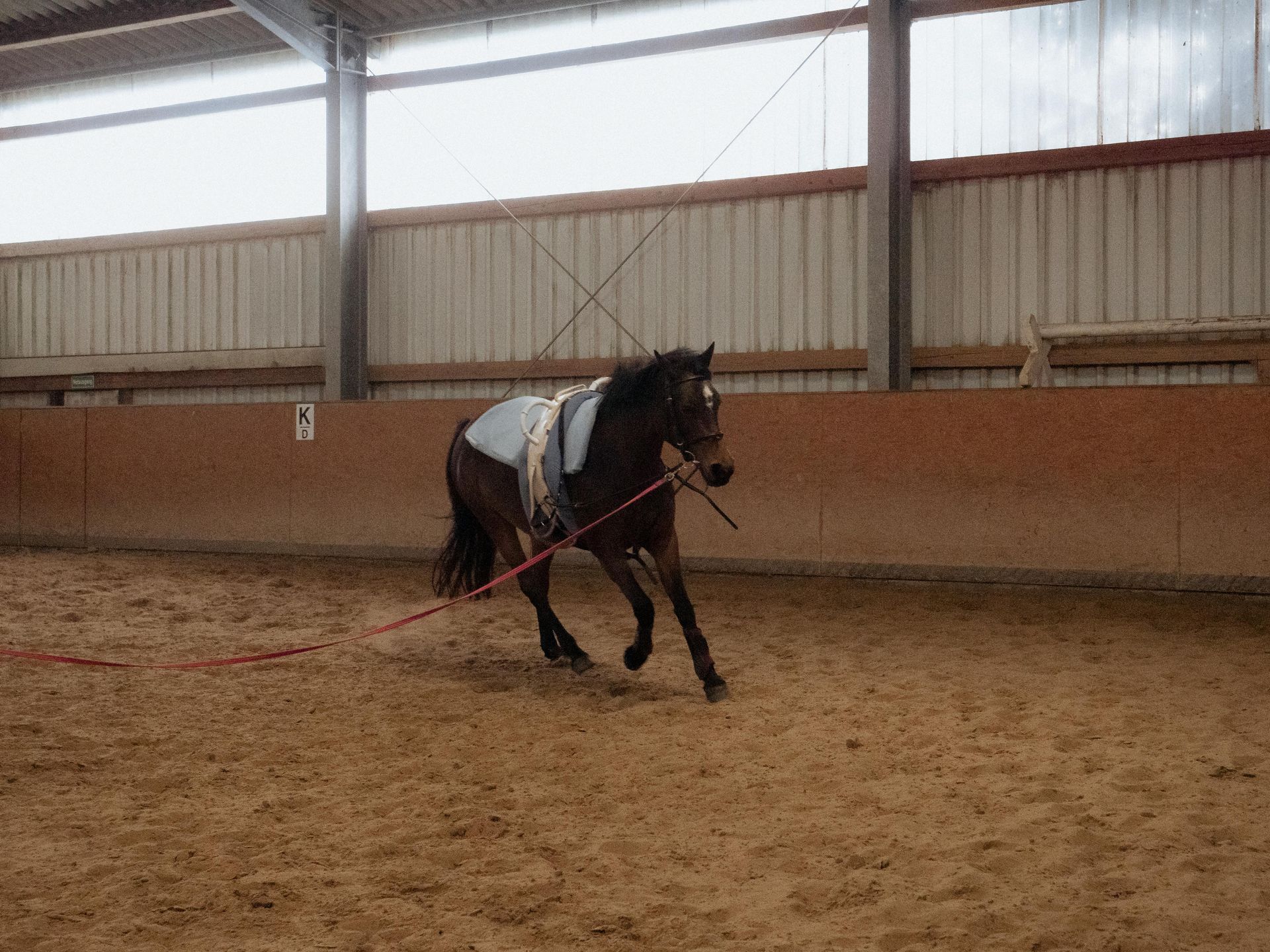 A brown horse is being lunged in an indoor riding arena, wearing a saddle pad and long training lines.